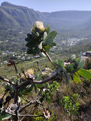Protea nitida, photograph 5