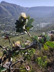 (c) Jeanette Clarke, some rights reserved (CC BY-SA) Protea nitida, photograph (c) Jeanette Clarke, some rights reserved (CC BY-SA)