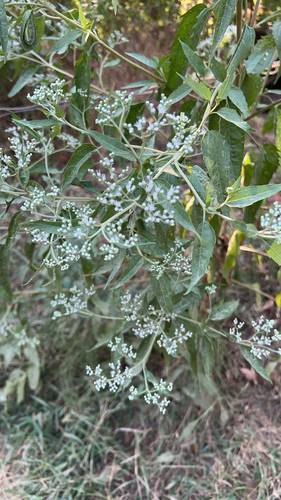 late boneset