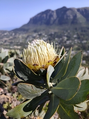 Protea nitida, photograph (c) Jeanette Clarke, some rights reserved (CC BY-SA)