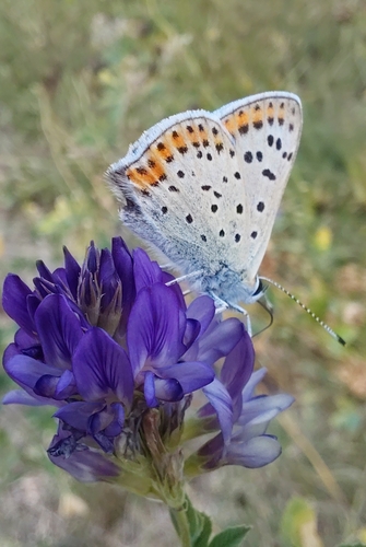 Sooty Copper