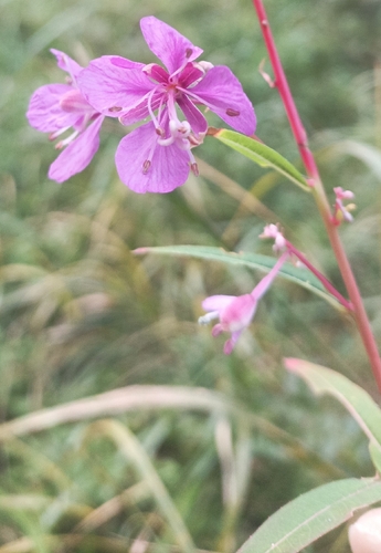 fireweed