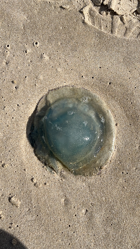 Dustbin-lid Jelly