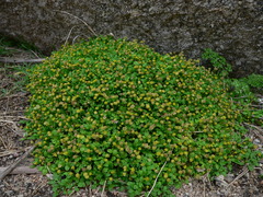 Nananthea perpusilla