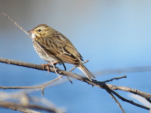 Savannah Sparrow