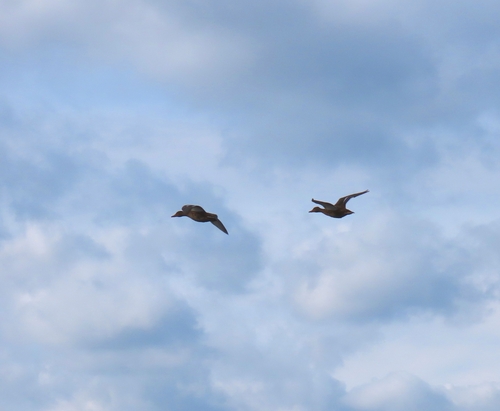 Mallard