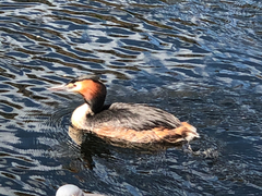 Podiceps cristatus