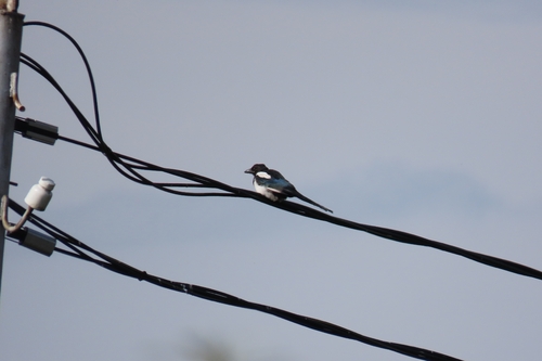 Eurasian Magpie