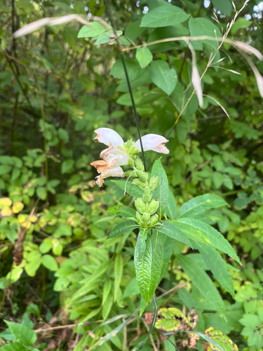 white turtlehead