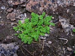 Nananthea perpusilla