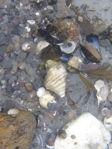 Neptunea decemcostata observed 2026-09-20