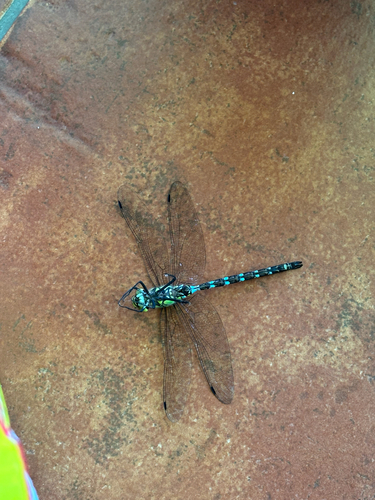 Southern Hawker
