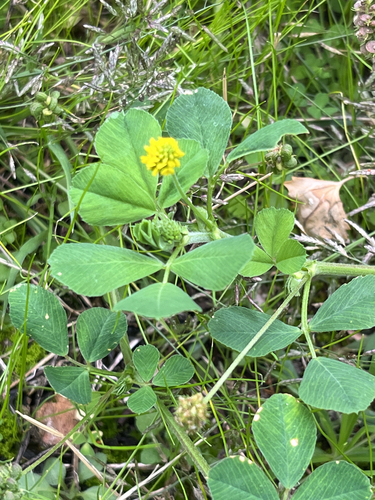 Black Medick