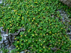 Nananthea perpusilla