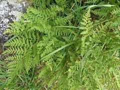 Hypolepis millefolium