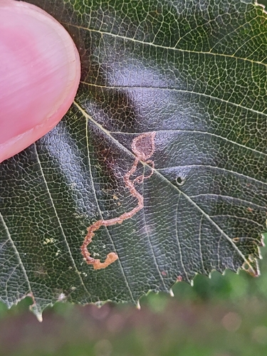 Apple Leafminer