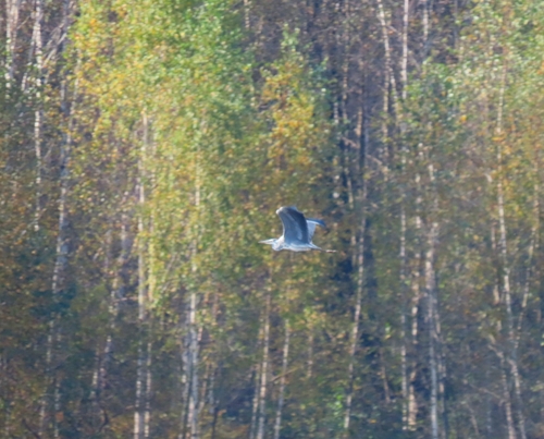 Grey Heron