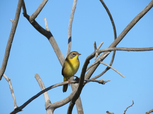 Common Yellowthroat