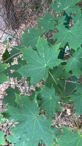 Norway maple