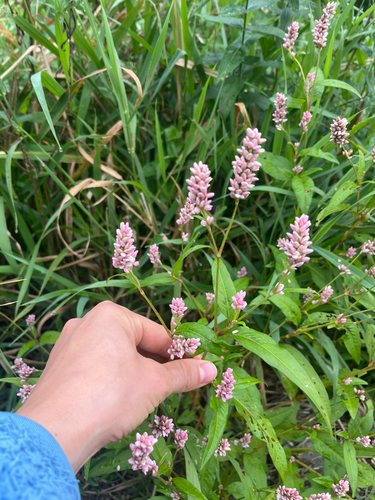 pinkweed