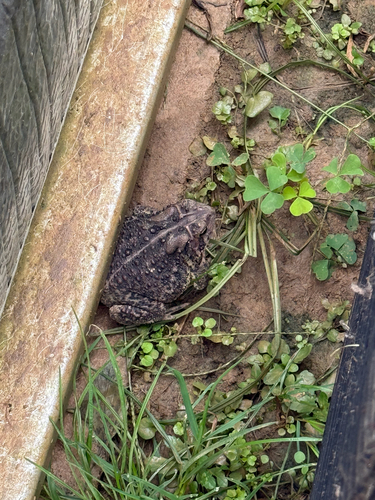American Toad