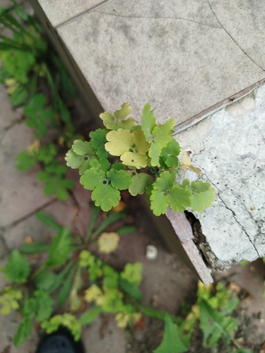 Greater celandine