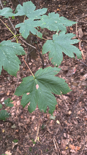 sycamore maple