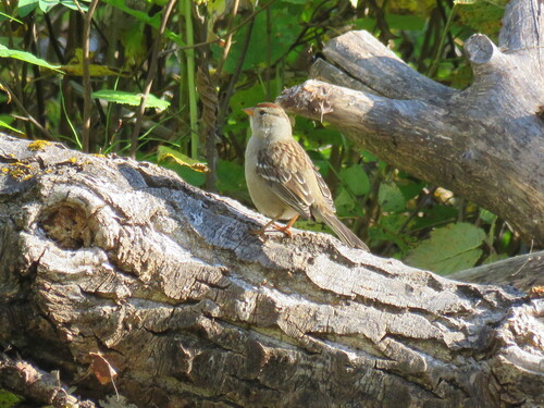White-crowned Sparrow