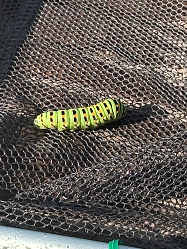 Old World Swallowtail
