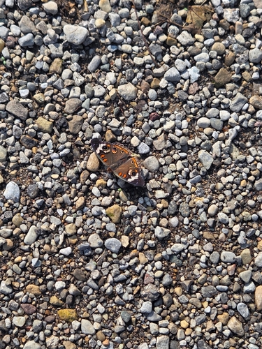 Common Buckeye