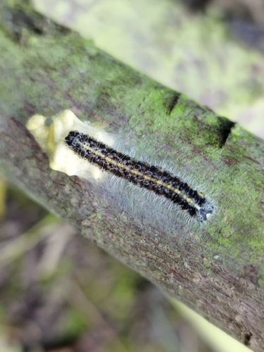 Cabbage White Parasitoid Wasp