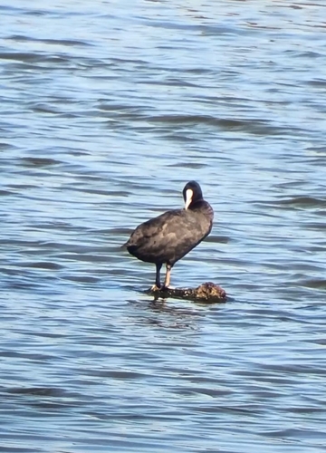 Eurasian Coot