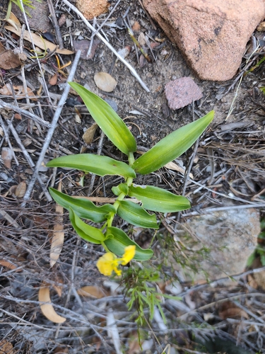 Commelina africana, photograph 2