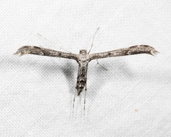 Hellinsia inquinatus