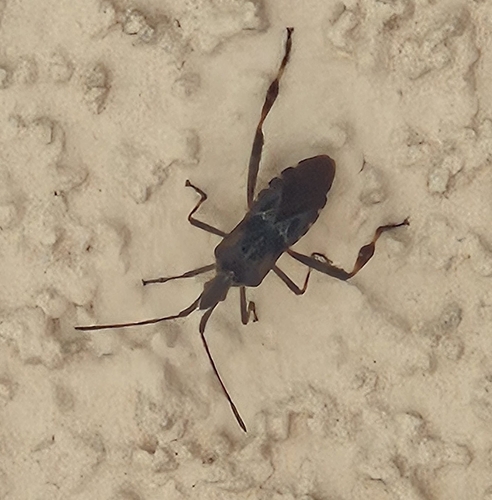 Western Conifer Seed Bug