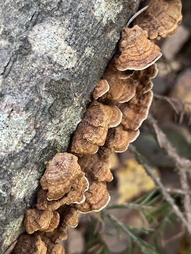 willow glue