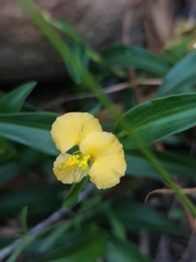 (c) Jeanette Clarke, some rights reserved (CC BY-SA) Commelina africana, photograph (c) Jeanette Clarke, some rights reserved (CC BY-SA)
