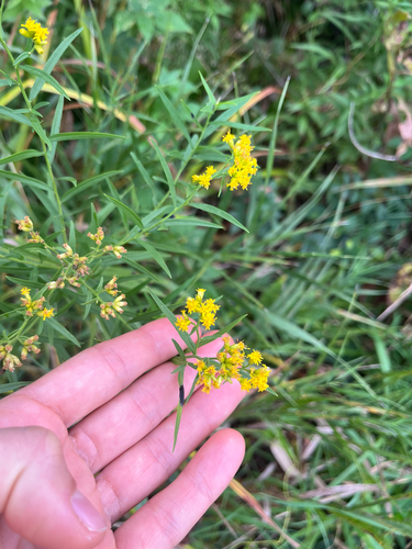 flat-topped goldenrod