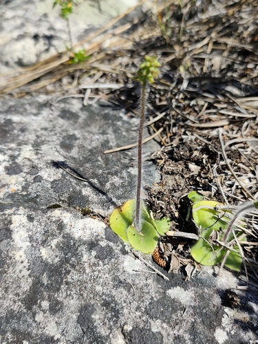 Holothrix villosa, photograph 5