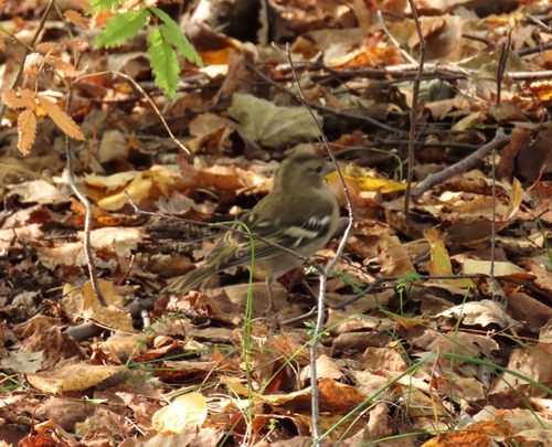 Common Chaffinch