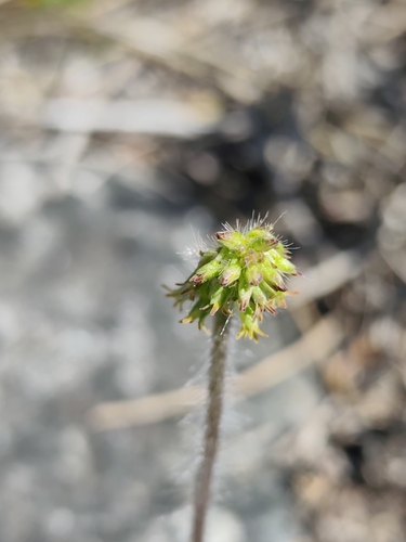 Holothrix villosa, photograph 6