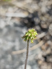 Holothrix villosa, photograph (c) Jeanette Clarke, some rights reserved (CC BY-SA)