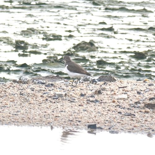 Common Sandpiper