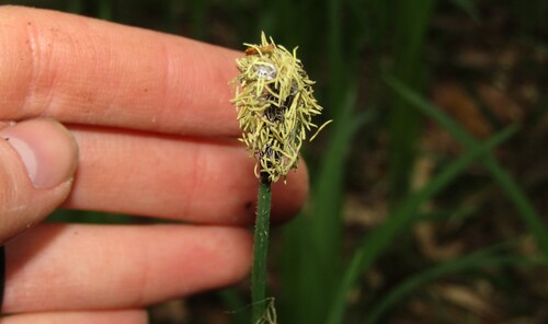 Carex pilosa