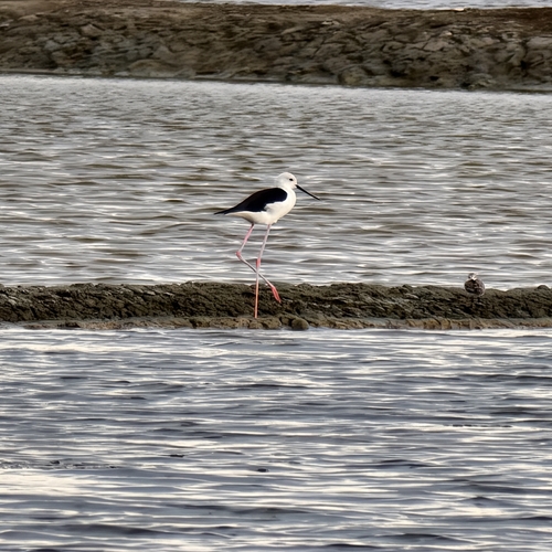 Black-winged Stilt