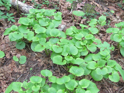 Viola mirabilis, photograph 2