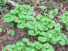 Viola mirabilis, photograph (c) snaily_naily, some rights reserved (CC BY)