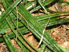 Carex pilosa, photograph (c) snaily_naily, some rights reserved (CC BY)