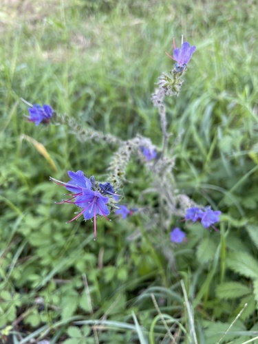 viper's-bugloss