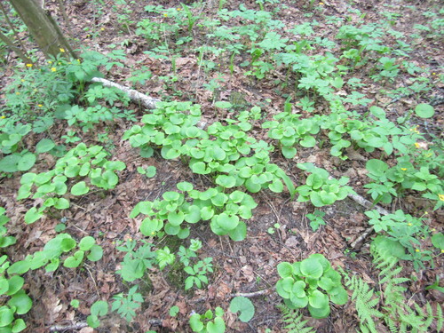 Viola mirabilis, photograph 3